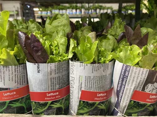 Lettuce - Mesclun Mix